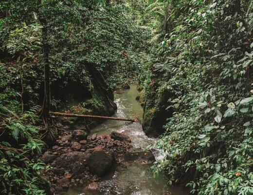 Visiting the Ubud Monkey Forest